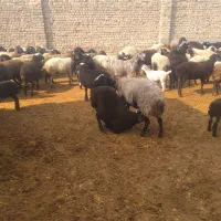 گوسفند زنده بره نر شیشک قصابی رایگان