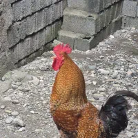 خروس