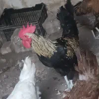 مرغ و خروس محلی