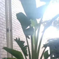 گل پرنده ی بهشتی یا نخل مسافر غول پیکر