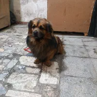 سگ باهوش و زرنگ و سالم