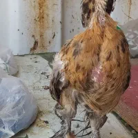 جوجه سلطان
