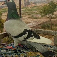 قره سبز ماده