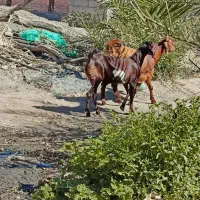 چهارتا چپشت دندون شیری چاق قلمدار