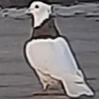 ۲ جفت کفتر