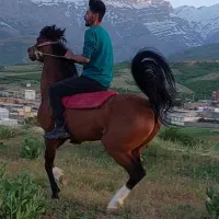 اسب مادیون تک تک روزگاری