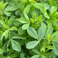 یونجه چین سه پر گل درجه یک بارلوکس