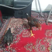 ی جفت مرغ و خروس لاری با اصالت