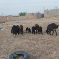 میش بره دار
