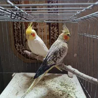 یک جفت عروس هلندی سخنگو