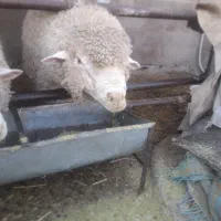 ۳ جفت بره ایرلند فرانسوی