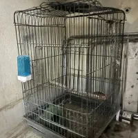 قفس عروس هلندی