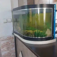 اکواریوم شیشه خم