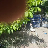قوغاز