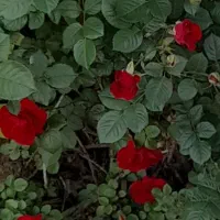 گل ر ف ا ه