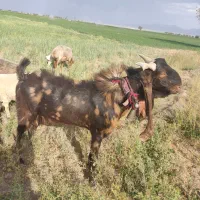 نری گلابی