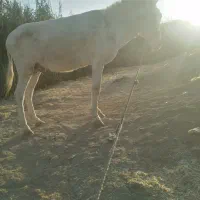 حیوان الاغ
