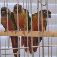 گرینچیک تازه دانخور