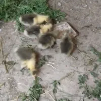 باسلام