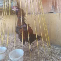 لاری|حیوانات مزرعه|کرج, آتشگاه|دیوار