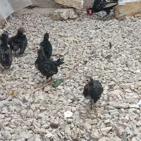 زیبای مینیاتوری