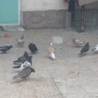 فروش کبوتربالاگیر