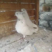 چن جف کفتر آس حسابی