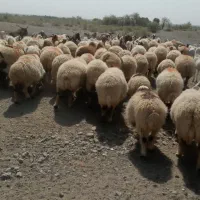 گوسفند.بز