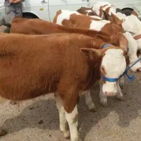 فروش گوساله سیمینتال اصیل