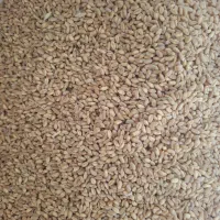 گندم|عمدهفروشی|فیروزه, |دیوار