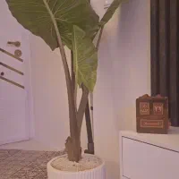 گل بابا ادم بسیار زیبا با گلدون جدید