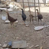 خروس لاری جوجه