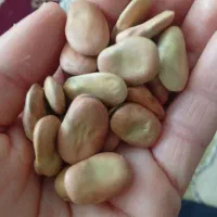 باقلا خشک