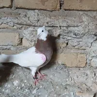 طوقی|پرنده|کرمانشاه, |دیوار