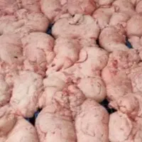 دنبه تازه کشتار روز درجه یک