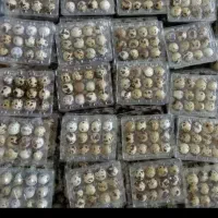 تخم بلدرچین تازه