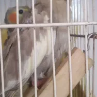 جوجه عروس هلندی