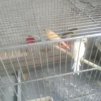 قناری و سهره قناری 12عدد