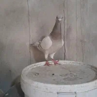 سخریج کاغذی ماده