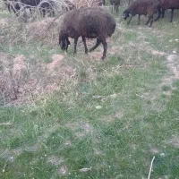 میش داشتی