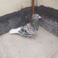 کفتر هفرنگ دم سفید وسرخ دم سفید ماده