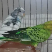 دوتا مرغ عشق