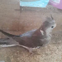 جوجه عروس وایت زیبا