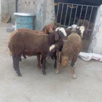۶ راس بره پایه پرواری نرو ماده