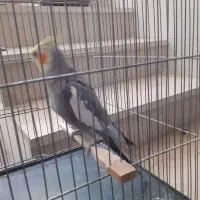 عروس هلندی نر