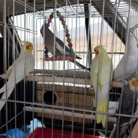 عروس هلندی یک جفت سمت چپی ها مولد تخم گذار