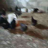 تعداد۴۰عدد جوجه بلک استارپنجاه وهفت روزه