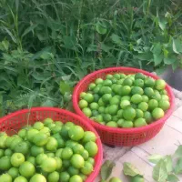 لیمو ترش تازه