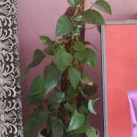 گل پتوس با گلدون