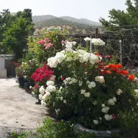 سویت باغ اجاره